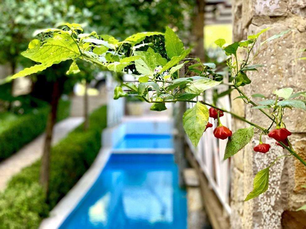 Neda Hotel أولمبيا المظهر الخارجي الصورة